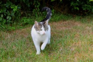 101 Amazing Cat Facts: Fun Trivia About Your Feline Friend in  Charlottesville, VA| Charlottesville Cat Care Clinic