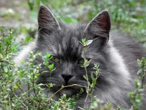 Understanding And Caring For Feral Cats In Charlottesville Va Charlottesville Cat Care Clinic